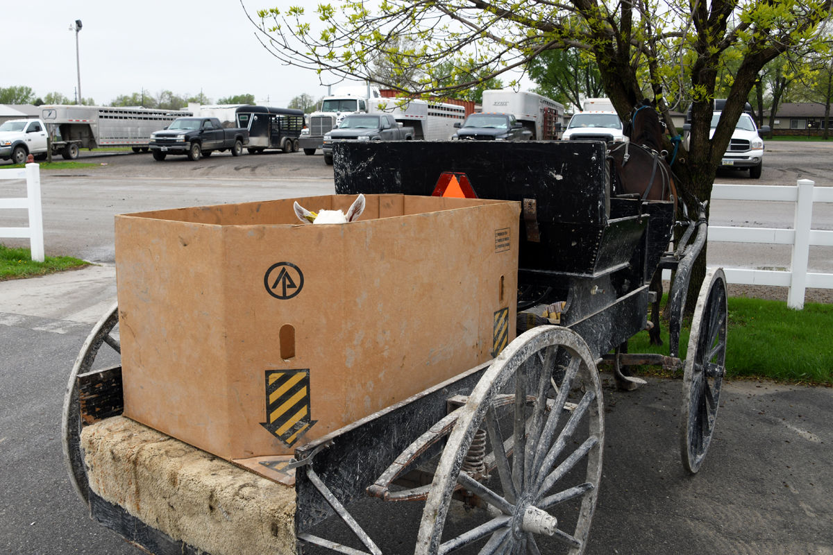 097 A baby goat arrived at the Sale Barn in this Amish buggy.JPG
